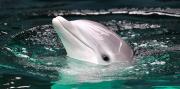 Científicos detectan daños cerebrales similares al Alzheimer en delfines