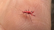 Alerta en Neuquén: ¿Cómo eliminar el mosquito del dengue en casa?