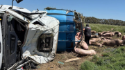 Caos en la Ruta 7: volcó un camión con cerdos y los vecinos se llevaron toda la carga
