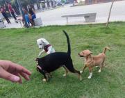 Jornadas de atención a mascotas en Baruta este 22 de octubre: servicios gratuitos