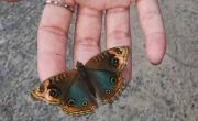 Mariposas sin color: el extraño efecto que genera la deforestación en estos insectos