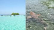 Video viral: Un tiburón nodriza sorprendió a bañistas en pleno Parque Nacional Morrocoy