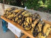 Kilo de plátanos se acera a los 300 bolívares
