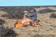 Las rutas de los guanacos: de la Patagonia a un Atlas Mundial que reúne a 92 científicos