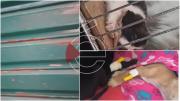 Zoonosis rescata a 16 perros que fueron encerrados sin comida en casetas durante el fin de semana en Cochabamba