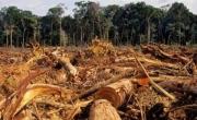 Baja el nivel de deforestación, pero aún es preocupante