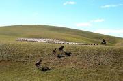 Sequías extremas y repetidas conducen al colapso ecológico en praderas