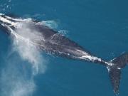 Alentador: encontraron 8 nuevas ballenas de la especie más rara del mundo