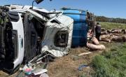 Volcó un camión con cerdos y los vecinos se robaron los amimales