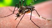 ONG exige a Cuba declarar la emergencia sanitaria por chikunguña, dengue y oropouche