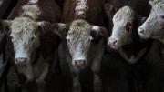 La Rural cruzó a una funcionaria de Donald Trump por sus dichos sobre la carne con aftosa