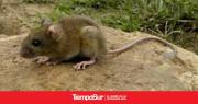 Provincia confirmó la detección de un caso de Hantavirus en la localidad de Corcovado