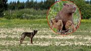 Nordelta: denuncian que perros salvajes atacan carpinchos y cazan a sus crías