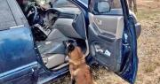 En un control rutinario, el can especializado Isak descubre droga escondida en el tablero de un auto