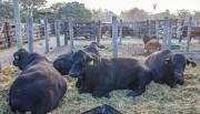 Productores salteños desmienten que la carne argentina tenga aftosa