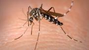 Hong Kong refuerza la vigilancia epidemiológica tras el primer caso mortal de chikunguña