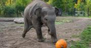 Una elefanta demuestra su destreza jugando con una calabaza y el video es viral