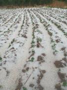 Evalúan declarar zona de desastre al municipio de El Puente por granizada
