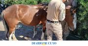 Labraron actas de infracción por animales sueltos en las rutas de Jáchal y Albardón