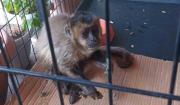 Pofoma rescató dos monos que deambulaban en el centro de la ciudad de Sucre