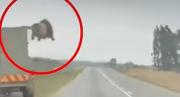 VIRAL: El impactante video de un león escapando mientras lo trasladaban en un remolque en Sudáfrica