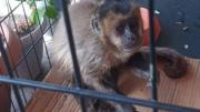 Rescatan dos monos que deambulaban en el centro de Sucre
