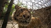 Comenzó la misión de emergencia para salvar a más de 60 animales de un zoológico clausurado