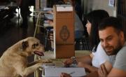 ¿Se puede ir a votar con mi perro en las elecciones 2025 del 26 de octubre?
