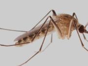 Descubren que la especie de mosquito que habita en los subtes de Londres surgió en el Antiguo Egipto