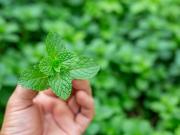 Hojas de menta con bicarbonato: para qué sirve esta mezcla