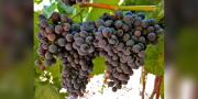 Bolivia conmemorará el 10 de noviembre el día de la variedad de uva Tannat Boliviano