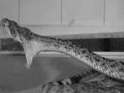 Filmaron en cámara lenta a una serpiente mordiendo como nunca antes se había visto