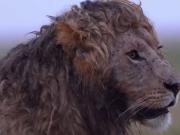 Nzuri, el león con rulos viral que rompe corazones en redes