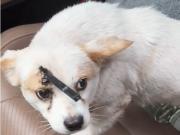 El indignante video que muestra a una perra con una flecha atravesada en su cabeza