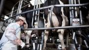 Se anunciaron avances sobre una vacuna experimental contra la mastitis bovina, una enfermedad que afecta al sector lechero
