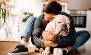 Bulldogs, boxers y pugs, no son como creemos: la ciencia descubrió un detalle detrás de su comportamiento
