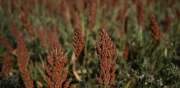 19 empresas tienen la intención de exportar sorgo a China