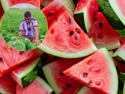 Las sandías chaqueñas cruzan las fronteras