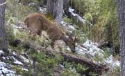Gran noticia para el suelo argentino: volvieron a ver al huemul Newenche que estaba en peligro en la Patagonia