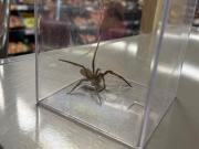Encontraron una de las arañas más peligrosas del mundo en un supermercado: viajó más de 8.000 kilómetros