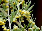 Artemisia annua: la planta medicinal china que sorprende por sus múltiples beneficios