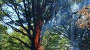 Incendio forestal en el Parque Nacional Lanín por descargas eléctricas