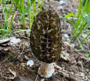 Después del incendio forestal en El Bolsón afloraron las morillas