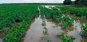 Soya bajo el agua en San Pedro tras inundaciones y falta de diésel