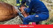 Bomberos rescataron un caballo en Puerto San Julián