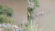 VIDEO VIRAL: Avistaron una baba en el río Guaire, vecinos de Petare están preocupados