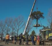 Un municipio reprime a una comunidad para trasplantar un árbol de casi 300 años