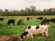 El producto exótico que Argentina exportará a Sudáfrica