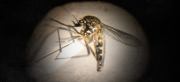 Descubren una nueva variedad del Aedes aegypti más claro