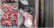 Decomisan más de 1.500 kilos de carne de guanaco en un control policial en Trelew